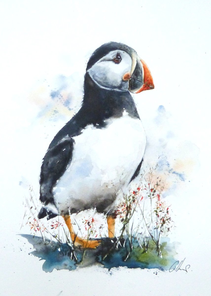 The Puffin. by Graham Kemp