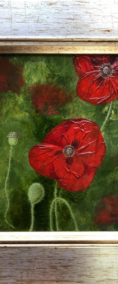 Poppies by Rebecca Freear