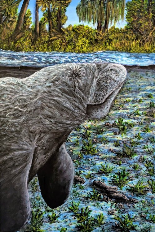 Manatee At Springs by Robbie Potter