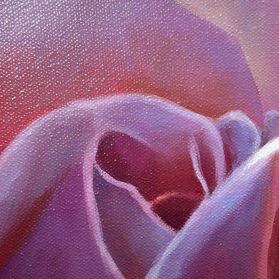 Radiance of the Morning Rose