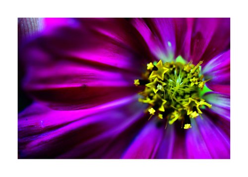 Abstract Pop Color Nature Photography 10 by Richard Vloemans
