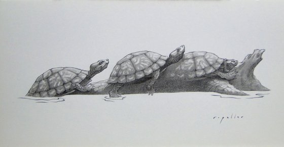 Three Turtles On A Log
