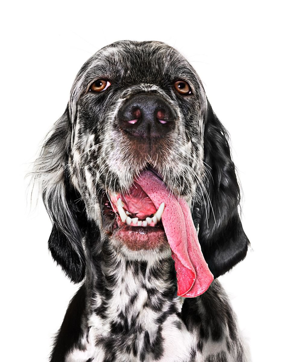 Photorealistic Animal Photograph By Gandee Vasan, 17 X 23, Tongue Tied, Original Artwork