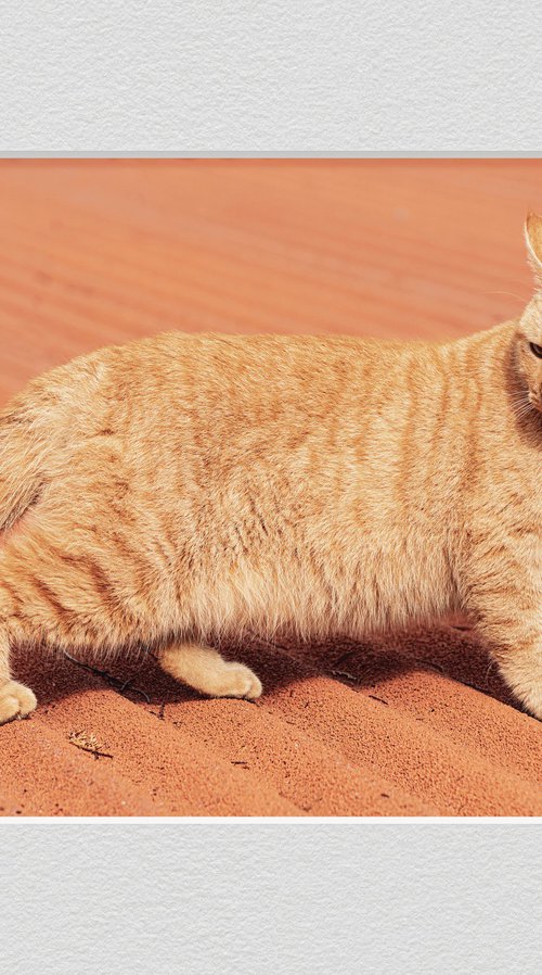 A very ginger cat by Lidiya Dmitrieva