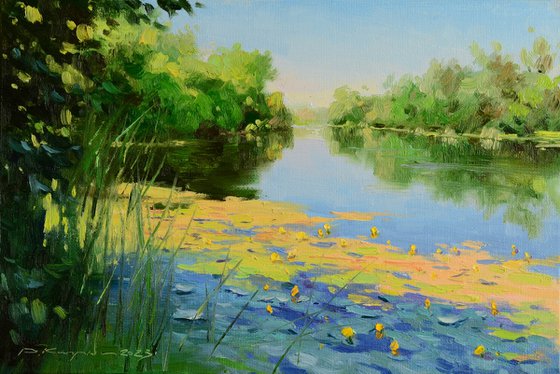 Water lilies in the shade