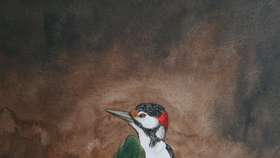 Woodpecker in the dark forest