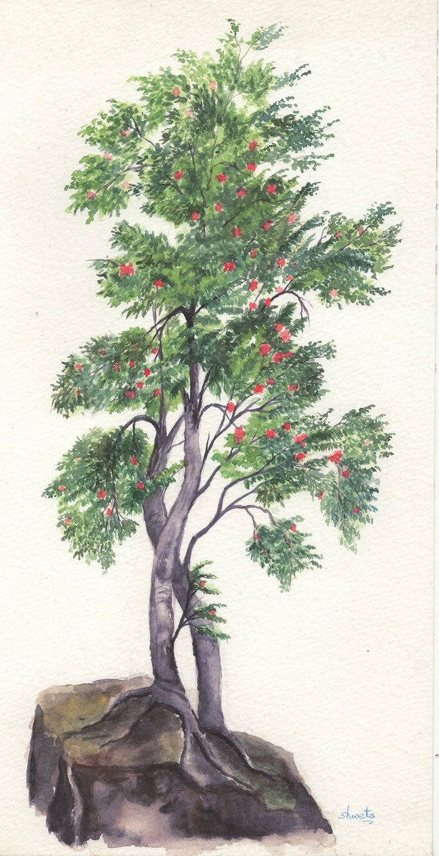 Rowan tree watercolour painting by Shweta Mahajan