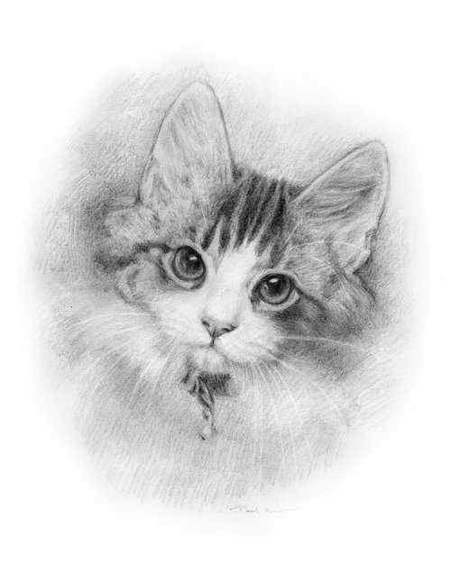 Kitten by Paul Moyse