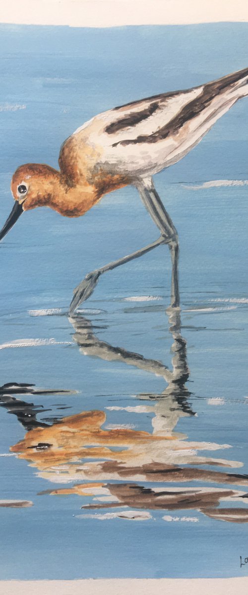 American Avocet Wading by Laurence Wheeler