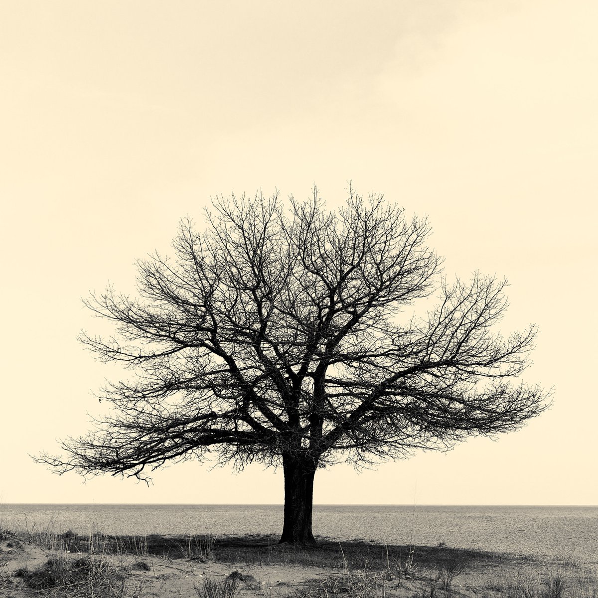 Sometimes a Tree is Just a Tree by Robert Tolchin