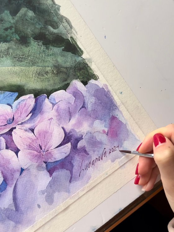 Violet hydrangea