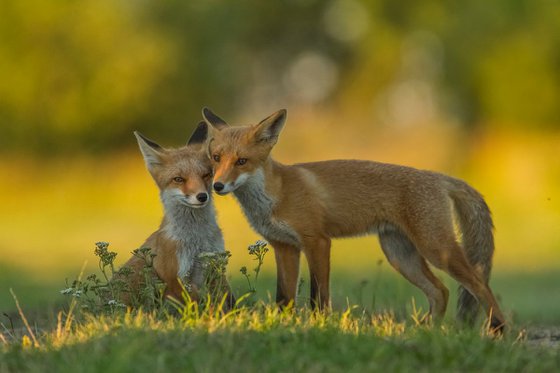 Photography | Animal | Vulpes vulpes