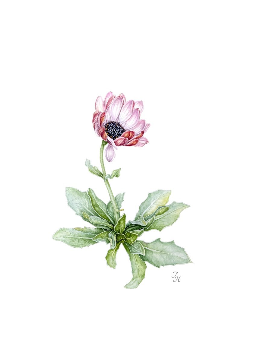 Illustrative Botanical Watercolour By Tetiana Kovalova, 11 X 15", Cape Rain-Daisy, Original Artwork