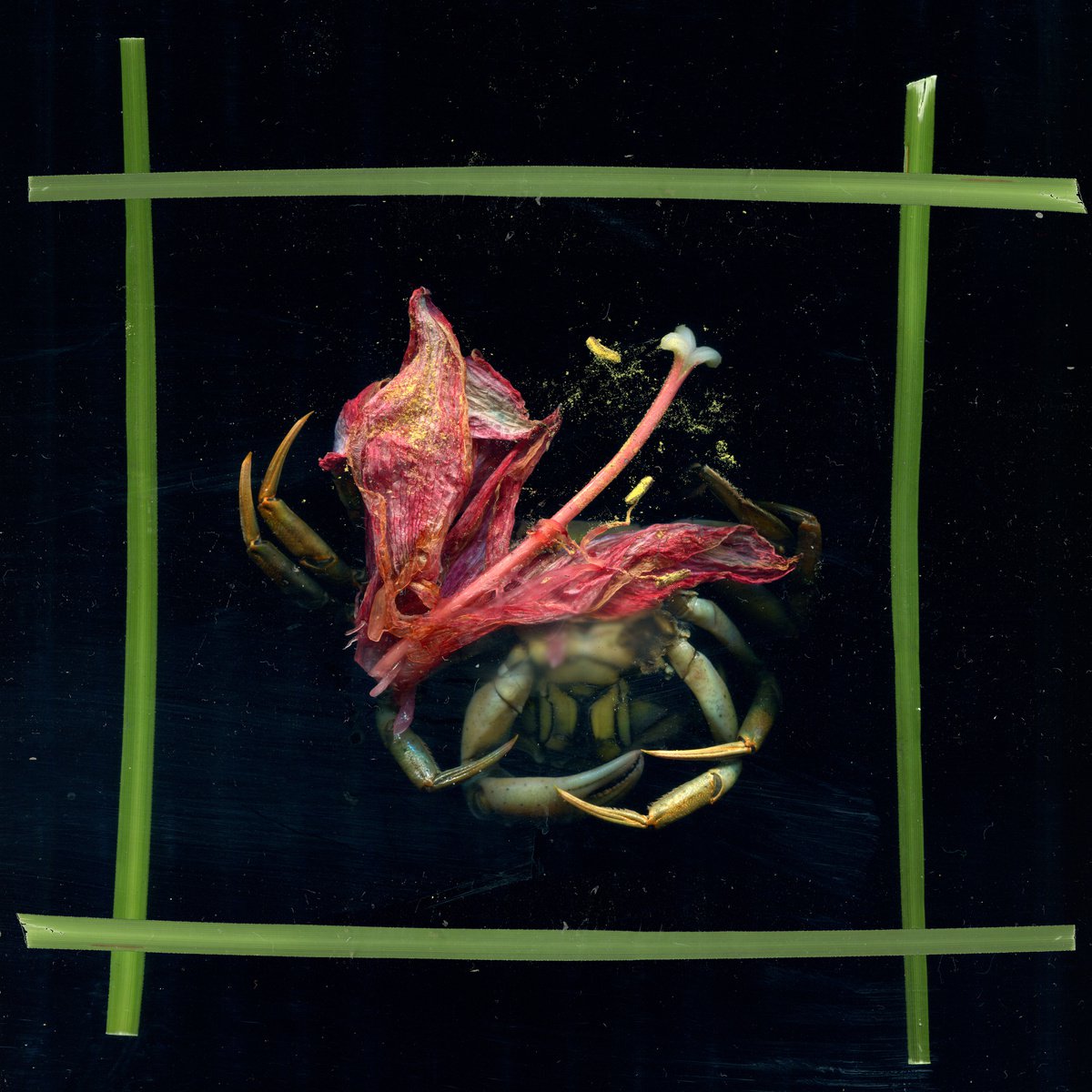 algae and crabs 13 by Jochim Lichtenberger