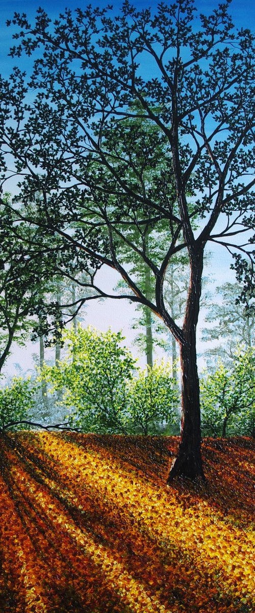 Rays of Forest Light by Hazel Thomson