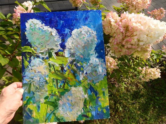 " Hydrangeas "
