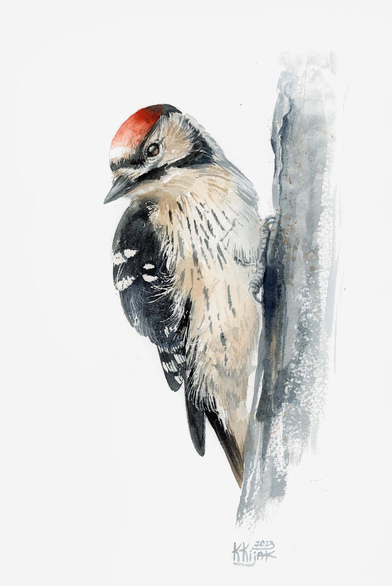 Lesser spotted woodpecker, Bird, watercolor painting by Karolina Kijak