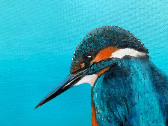 Kingfisher Blue