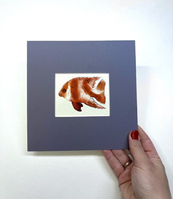 Three Exotic colorful fish