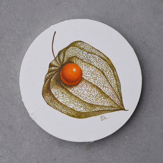 Physalis