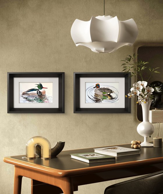 Red-breasted Merganser Male