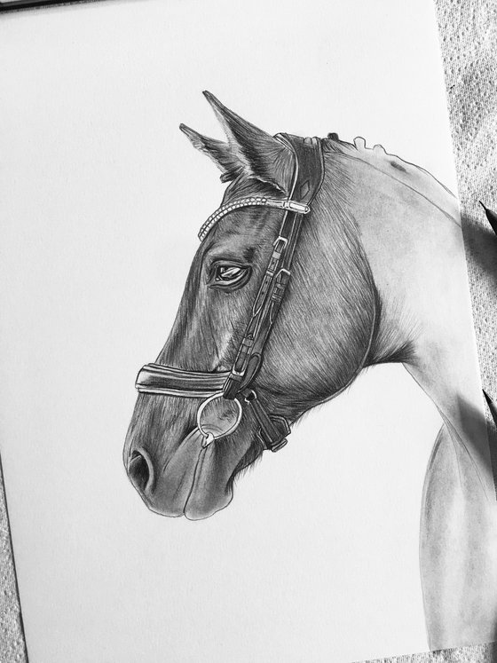 Horse portrait