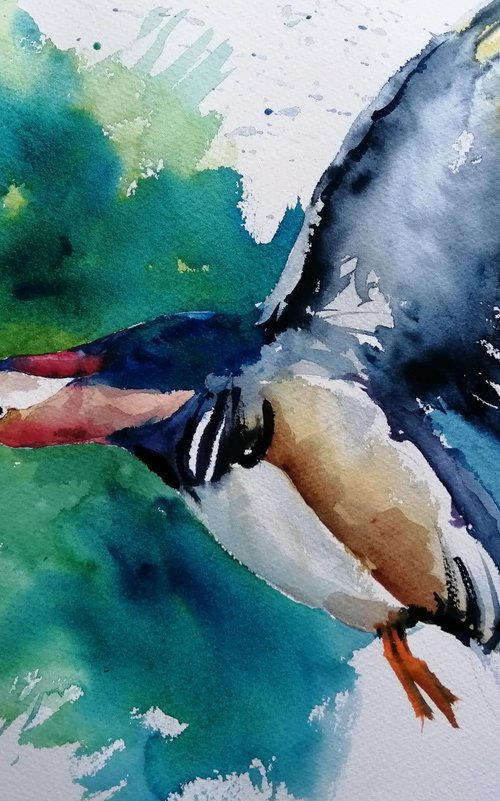 Mandarin duck by Giorgio Gosti