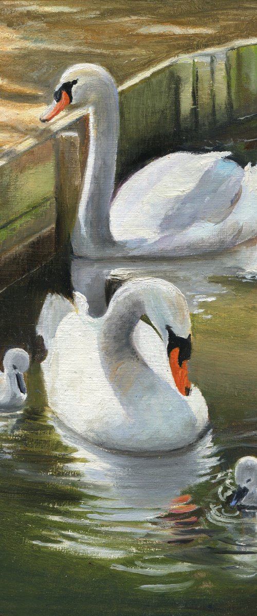 Swan family in the park pond by Lucia Verdejo