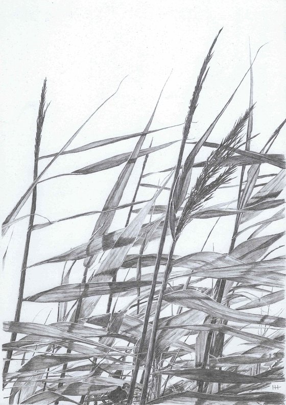 Reeds I