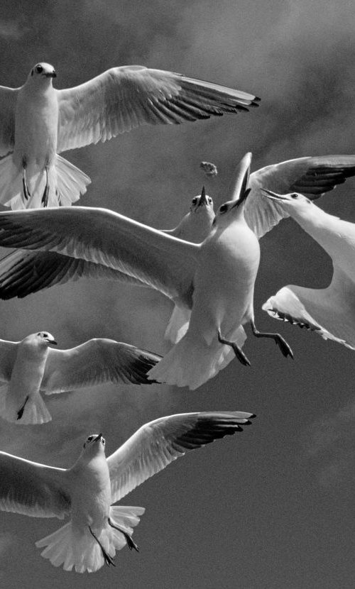 Gulls, Study I [Framed; also available unframed] by Charles Brabin