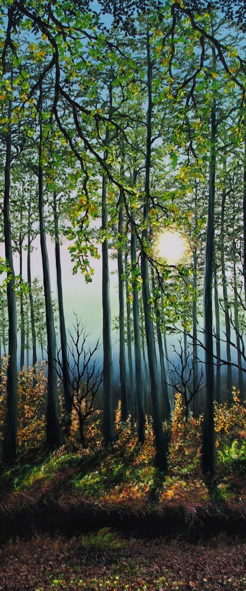 Tranquil evening in the forest by Hazel Thomson