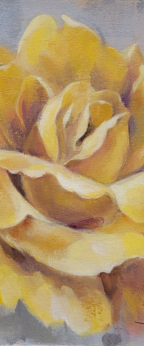 Yellow Rose I by Silvia  Vassileva