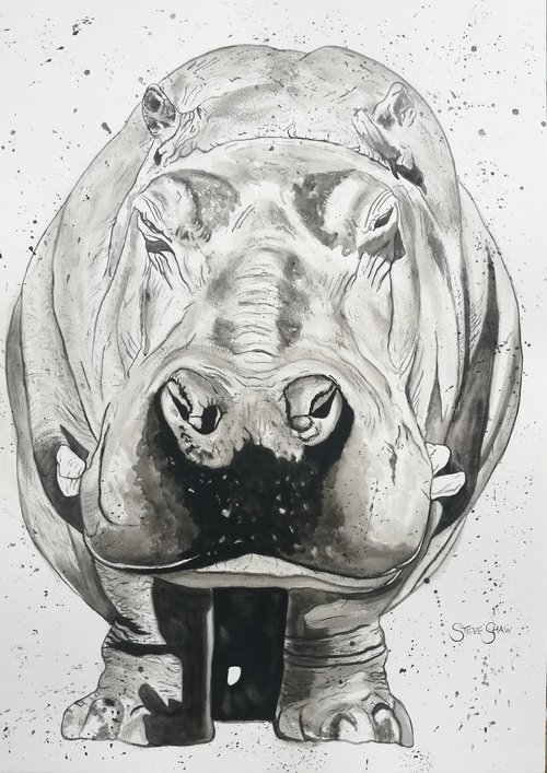 Grumpy Hippo by Steven Shaw