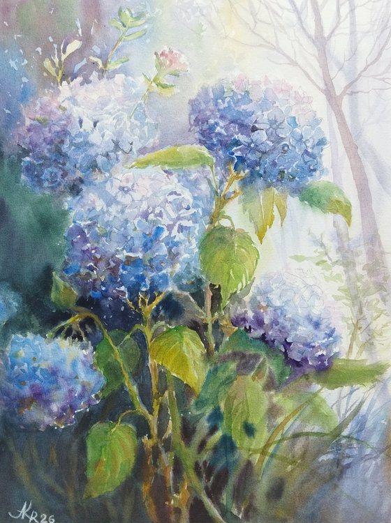 Blue Hydrangeas flowers
