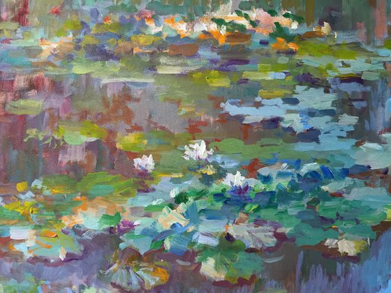 Summer Water Lilies