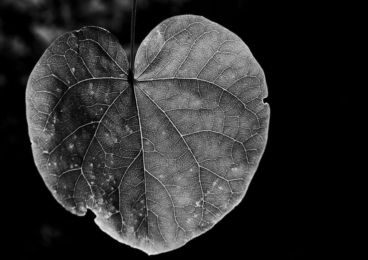 Leaf Veins V [Unframed; also available framed] by Charles Brabin
