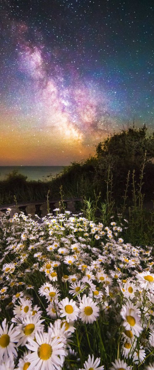 'Daisies Under A Starlit Sky' Giclée Fine Art Print by Chad Powell