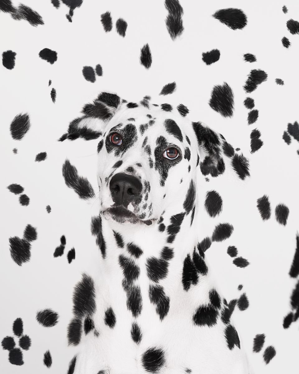 Photorealistic Animal Photograph By Gandee Vasan, 17 X 23, Spot The Dog, Original Artwork