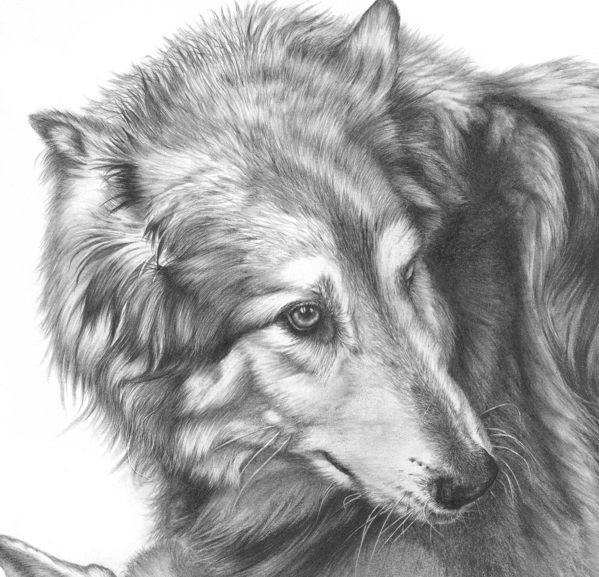 pencil drawing of a wolf