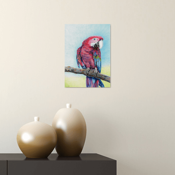 Red Parrot/Bird Series