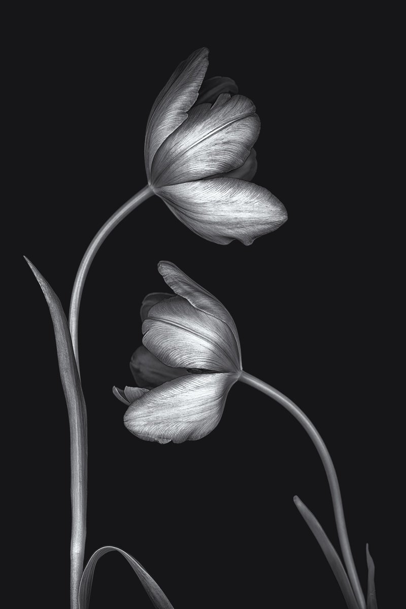 Botanical Photograph By Paul Nash, 16 X 24", Two Tulips, Original Artwork
