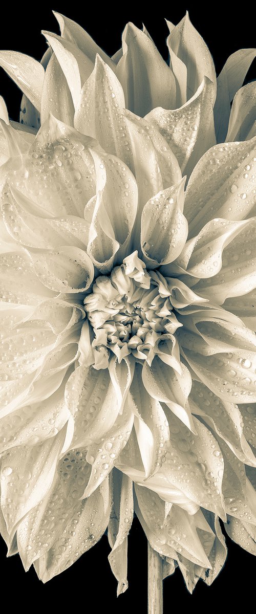 Dahlia White Perfection ( Duo Tone ) by Stephen Hodgetts Photography