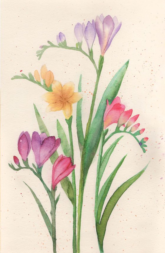 Freesia