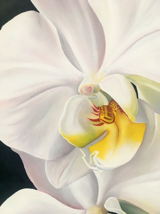 Three White Orchids