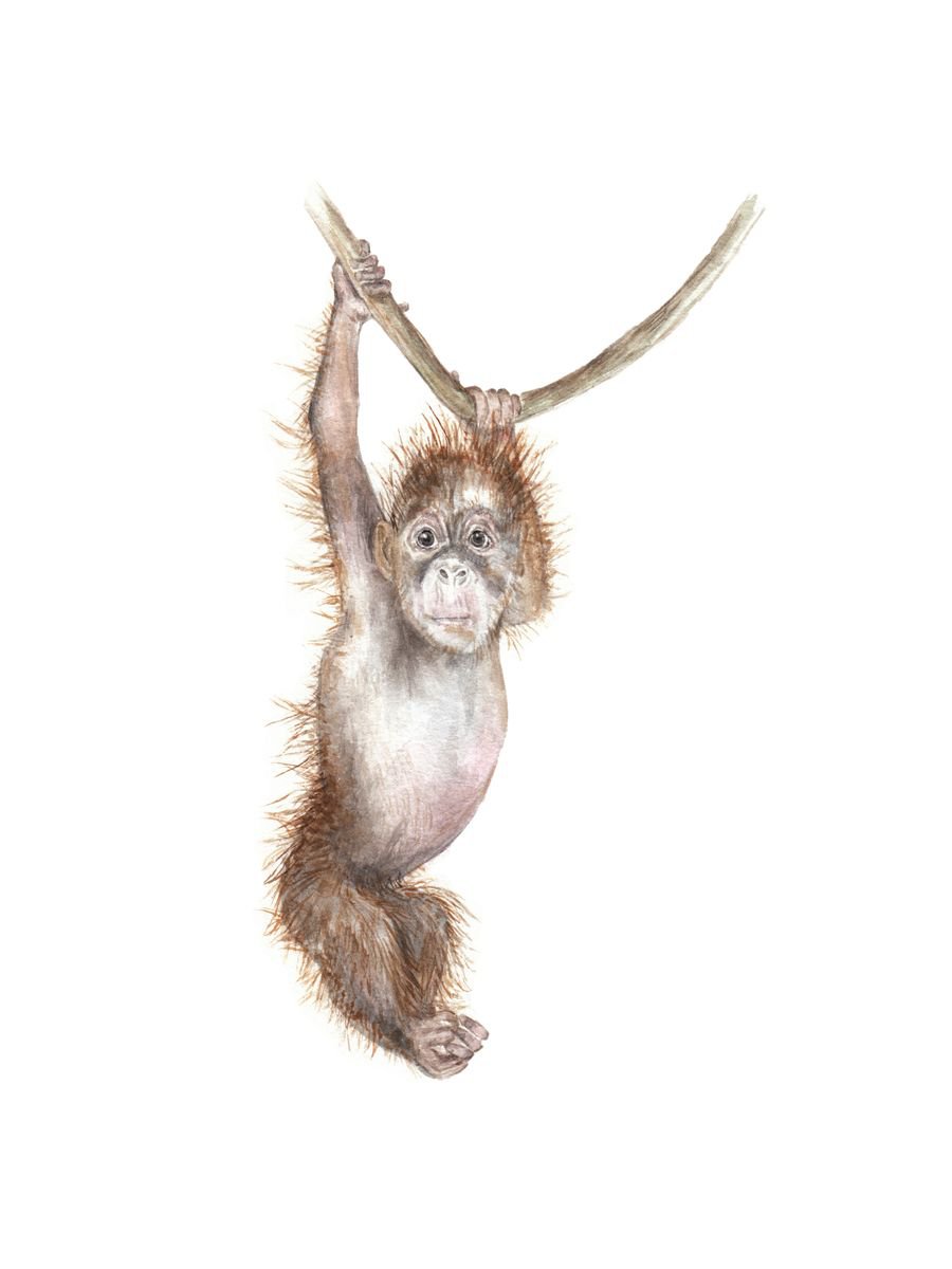Orangutan Original Watercolor by Lauren Rogoff