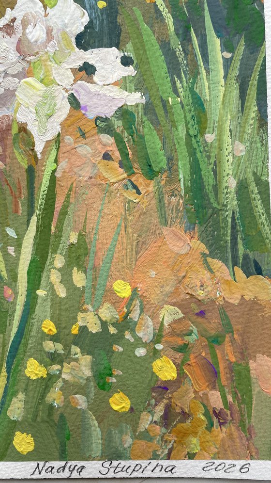 White irises in the garden