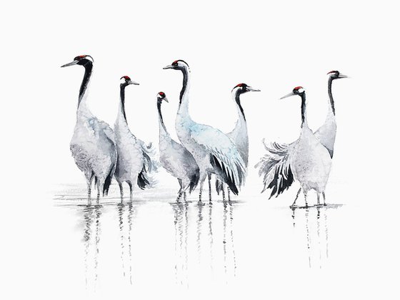 Common Cranes, wildlife and animals, bird watercolour