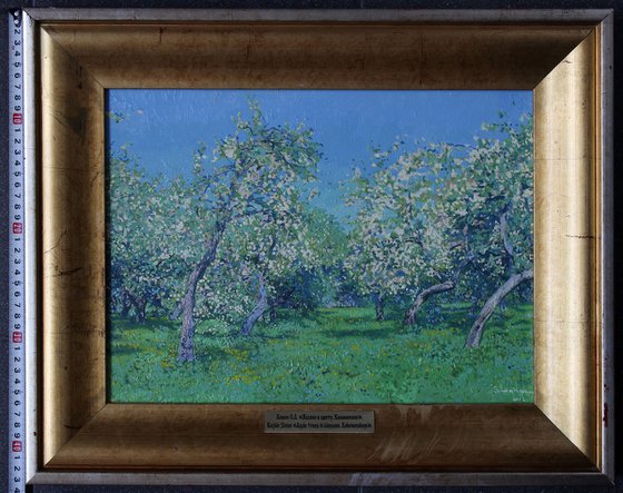 Apple trees in bloom. Kolomenskoye