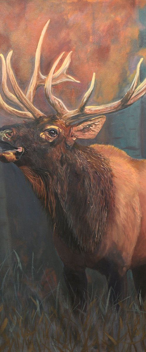Wapiti Bull Elk by Jason Edward Doucette