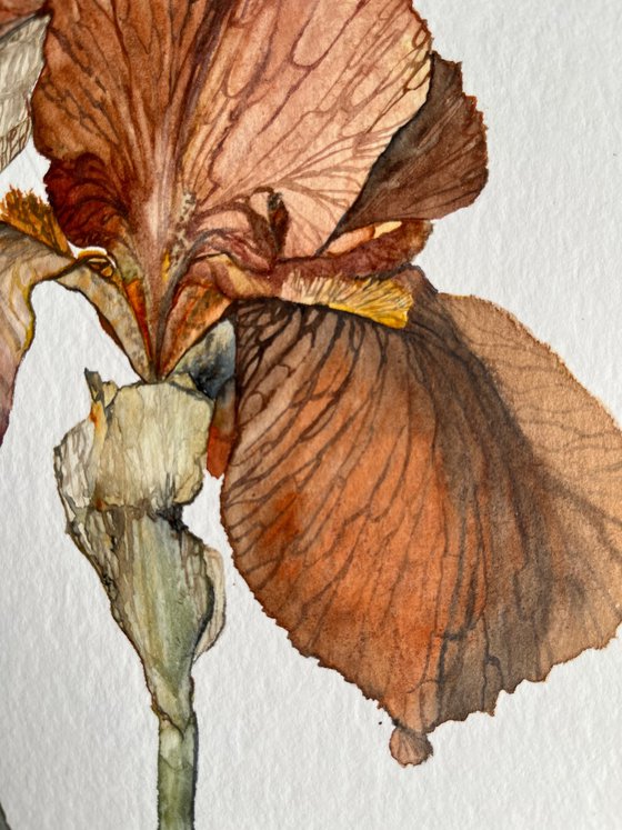Brown Yellow Orange Iris